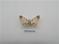 藏品(尺蛾165)的圖片